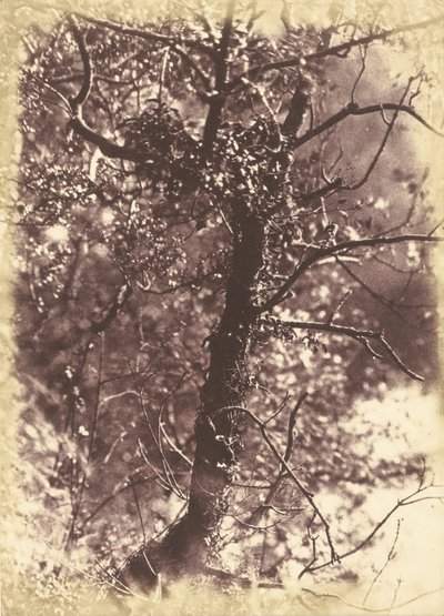 Borostyán borította tree_at Colinton alkotó: Hill and Adamson